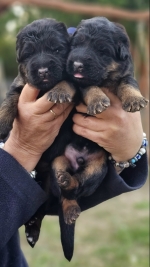 vom Trojangold, hodowla Owczarków Niemieckich Długowłosych