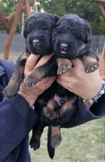 vom Trojangold, hodowla Owczarków Niemieckich Długowłosych