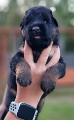 vom Trojangold, hodowla Owczarków Niemieckich Długowłosych