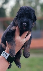 vom Trojangold, hodowla Owczarków Niemieckich Długowłosych