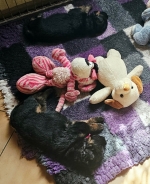 vom Trojangold, hodowla Owczarków Niemieckich Długowłosych