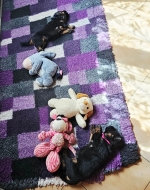 vom Trojangold, hodowla Owczarków Niemieckich Długowłosych