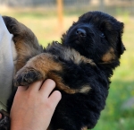 vom Trojangold, hodowla Owczarków Niemieckich Długowłosych