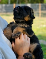 vom Trojangold, hodowla Owczarków Niemieckich Długowłosych