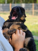 vom Trojangold, hodowla Owczarków Niemieckich Długowłosych