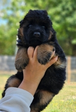 vom Trojangold, hodowla Owczarków Niemieckich Długowłosych