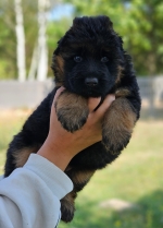 vom Trojangold, hodowla Owczarków Niemieckich Długowłosych