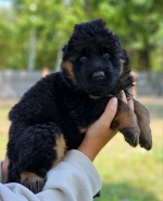 vom Trojangold, hodowla Owczarków Niemieckich Długowłosych