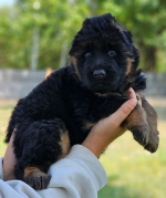 vom Trojangold, hodowla Owczarków Niemieckich Długowłosych