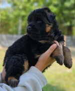 vom Trojangold, hodowla Owczarków Niemieckich Długowłosych