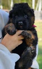 vom Trojangold, hodowla Owczarków Niemieckich Długowłosych