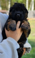 vom Trojangold, hodowla Owczarków Niemieckich Długowłosych