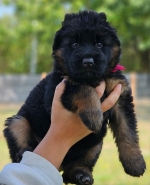 vom Trojangold, hodowla Owczarków Niemieckich Długowłosych