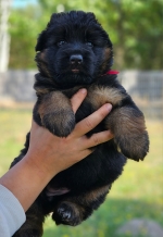 vom Trojangold, hodowla Owczarków Niemieckich Długowłosych