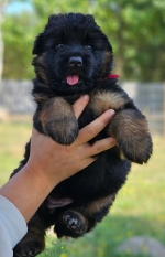 vom Trojangold, hodowla Owczarków Niemieckich Długowłosych