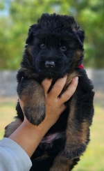 vom Trojangold, hodowla Owczarków Niemieckich Długowłosych