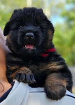 vom Trojangold, hodowla Owczarków Niemieckich Długowłosych