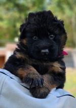 vom Trojangold, hodowla Owczarków Niemieckich Długowłosych