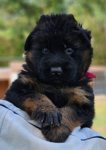 vom Trojangold, hodowla Owczarków Niemieckich Długowłosych