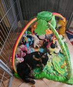 vom Trojangold, hodowla Owczarków Niemieckich Długowłosych