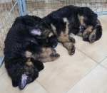 vom Trojangold, hodowla Owczarków Niemieckich Długowłosych