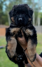 vom Trojangold, hodowla Owczarków Niemieckich Długowłosych