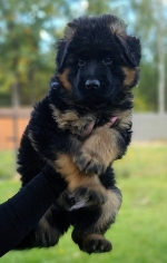 vom Trojangold, hodowla Owczarków Niemieckich Długowłosych