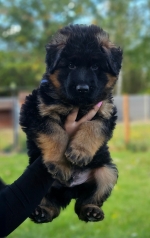 vom Trojangold, hodowla Owczarków Niemieckich Długowłosych