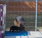 vom Trojangold, hodowla Owczarków Niemieckich Długowłosych