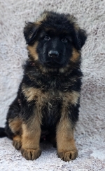 vom Trojangold, hodowla Owczarków Niemieckich Długowłosych