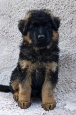 vom Trojangold, hodowla Owczarków Niemieckich Długowłosych