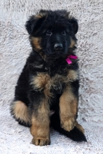 vom Trojangold, hodowla Owczarków Niemieckich Długowłosych