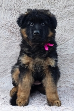 vom Trojangold, hodowla Owczarków Niemieckich Długowłosych