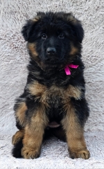 vom Trojangold, hodowla Owczarków Niemieckich Długowłosych