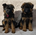 vom Trojangold, hodowla Owczarków Niemieckich Długowłosych