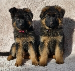 vom Trojangold, hodowla Owczarków Niemieckich Długowłosych