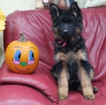 vom Trojangold, hodowla Owczarków Niemieckich Długowłosych