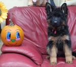 vom Trojangold, hodowla Owczarków Niemieckich Długowłosych