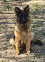 vom Trojangold, hodowla Owczarków Niemieckich Długowłosych