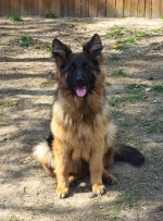 vom Trojangold, hodowla Owczarków Niemieckich Długowłosych