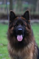 vom Trojangold, hodowla Owczarków Niemieckich Długowłosych