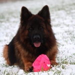 vom Trojangold, hodowla Owczarków Niemieckich Długowłosych