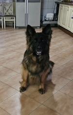 vom Trojangold, hodowla Owczarków Niemieckich Długowłosych