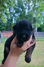 vom Trojangold, hodowla Owczarków Niemieckich Długowłosych