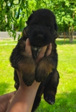 vom Trojangold, hodowla Owczarków Niemieckich Długowłosych