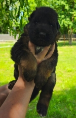 vom Trojangold, hodowla Owczarków Niemieckich Długowłosych