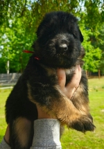 vom Trojangold, hodowla Owczarków Niemieckich Długowłosych