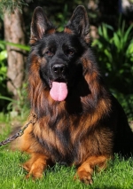 vom Trojangold, hodowla Owczarków Niemieckich Długowłosych