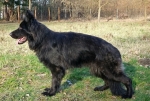 vom Trojangold, hodowla Owczarków Niemieckich Długowłosych