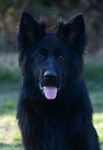 vom Trojangold, hodowla Owczarków Niemieckich Długowłosych